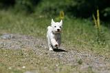 WESTIE 318